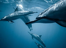 九游体育官网-美智库妄称中国大陆通过“攻击”台湾实现统一将付出多重代价，国台办答澎湃